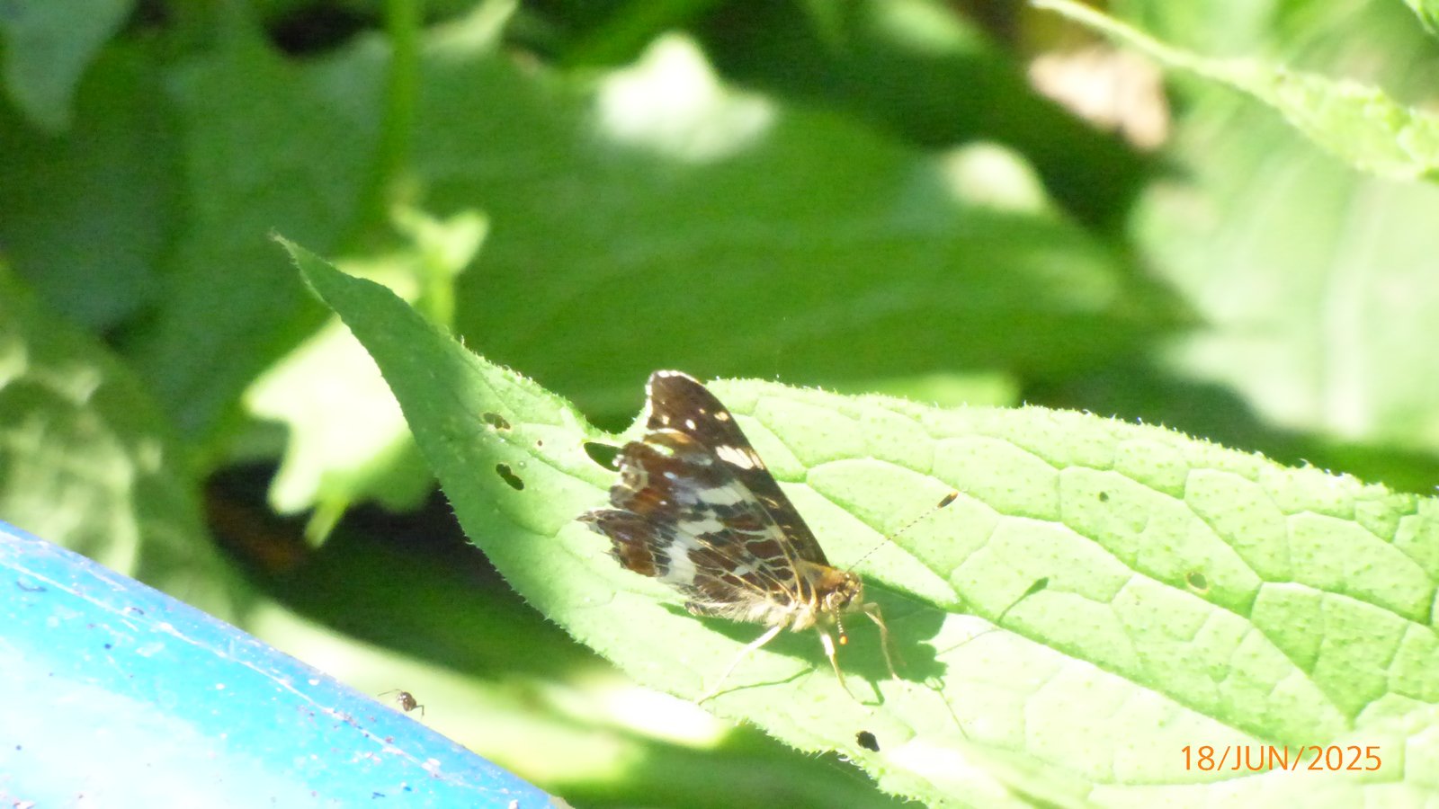 Papillon sur une feuille