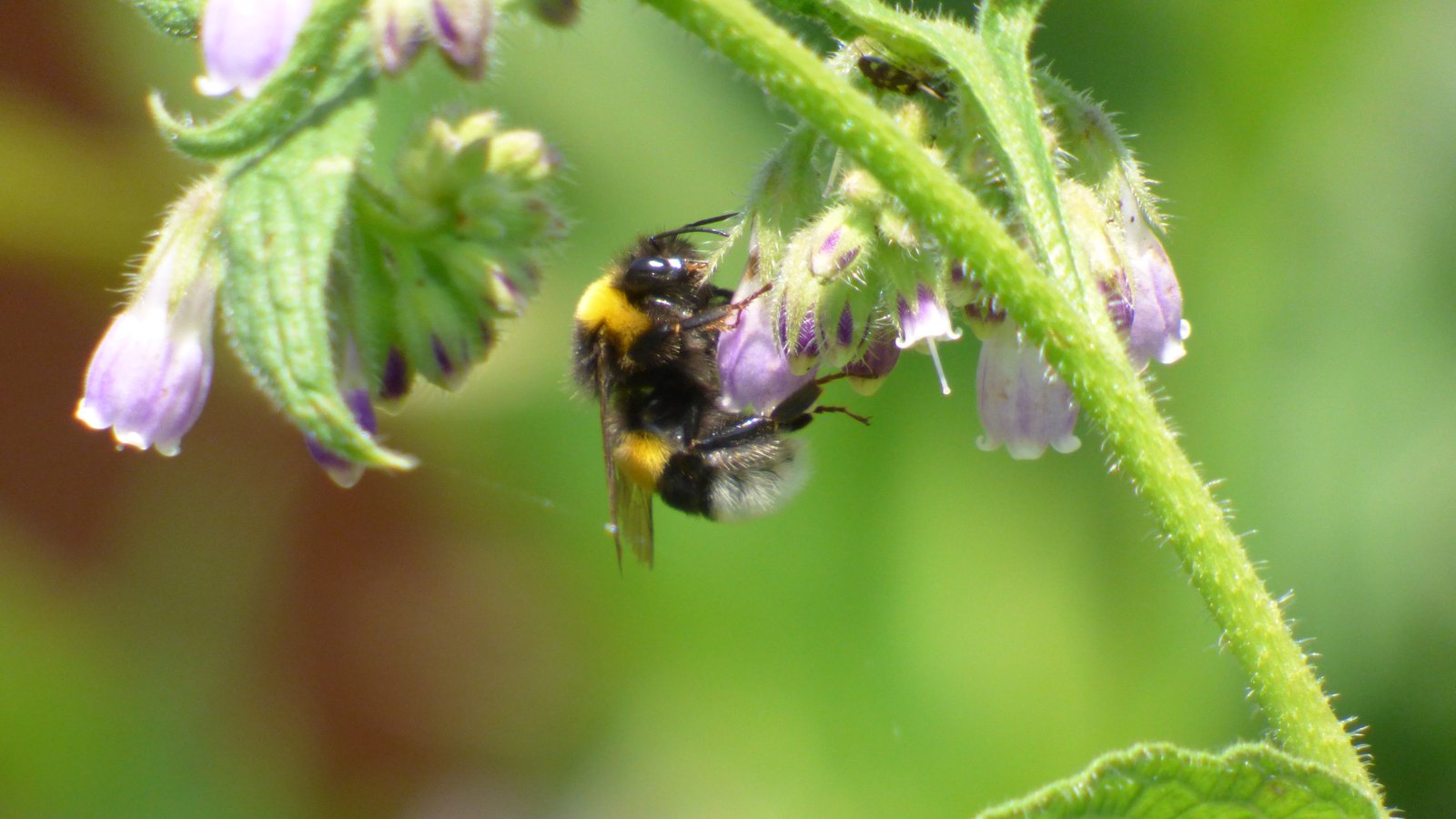 Abeille noire sur consoude